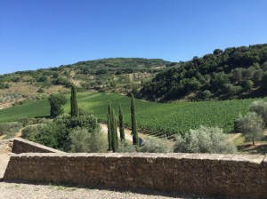 Vineyards at Potentino: it's a hard life!